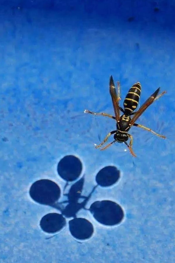 Surface Tension Gag