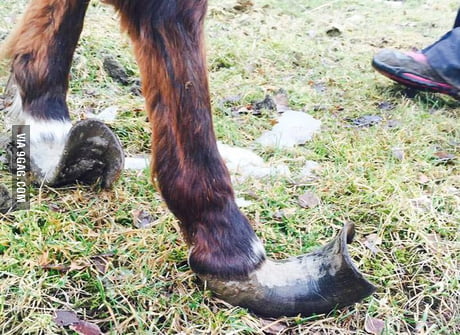 Why horse hoofcare is a big deal