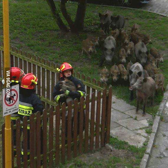 http://img-9gag-fun.9cache.com/photo/a3j3p1v_700b.jpg