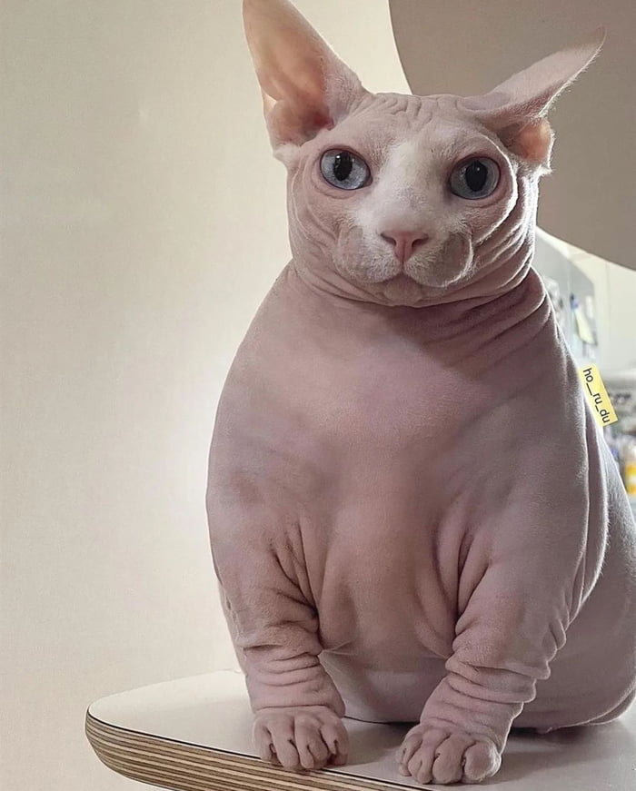 Chonk Sphynx Gag