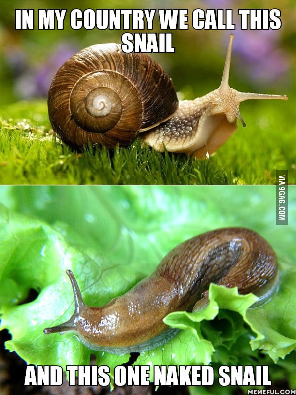 In My Country We Call This Snail And This One Naked Snail 9GAG