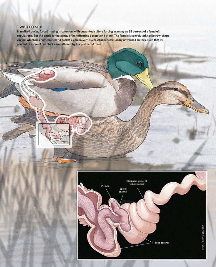 How to vent sex ducklings