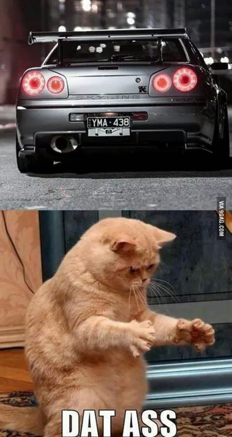 Dat Ass Cat Meme
