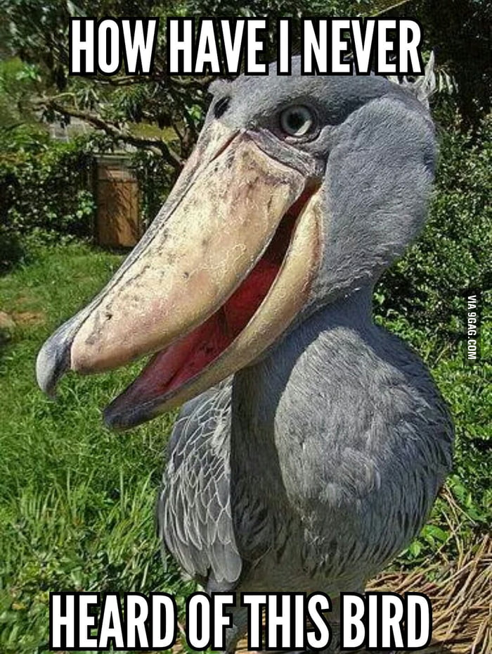 This Bird Is REAL The Shoebill 9GAG