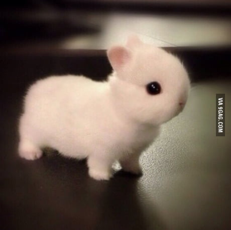 Cute Norwegian Netherlands dwarf bunny