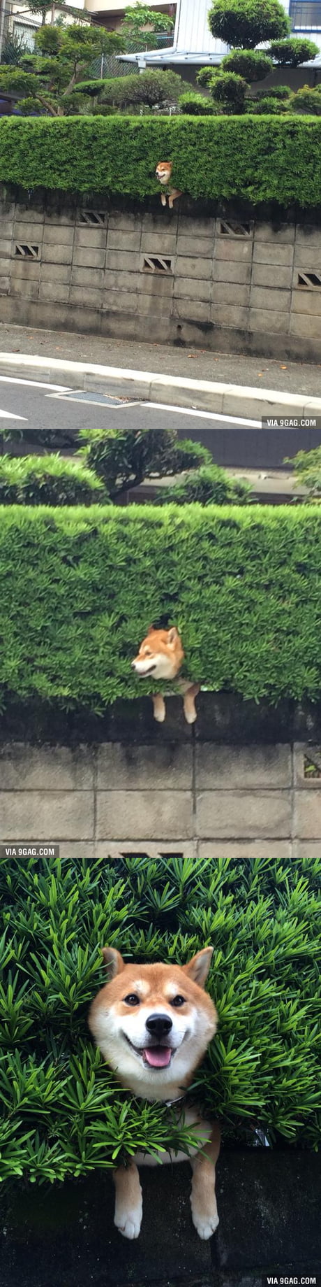 I was on my way home and I saw this Shiba Inu "flower" growing from the bush...
