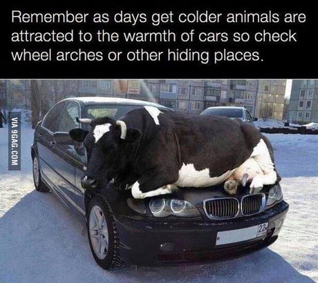 cow hood