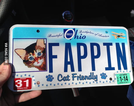 fappin cat friendly