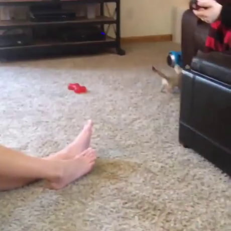 Excited baby fennec fox.