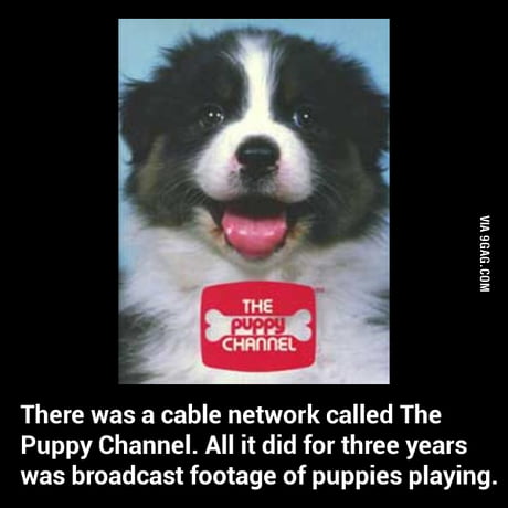 puppy channel