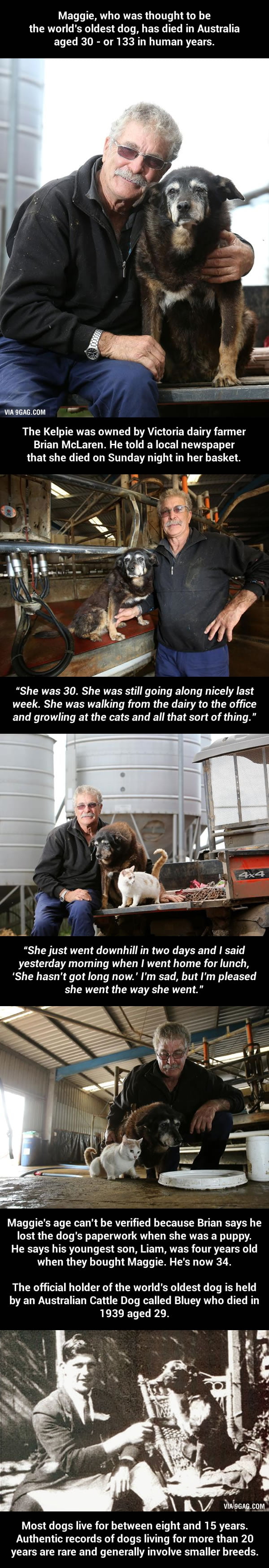 World's 'oldest dog' dies at 30 in Australia (133 In Human Years)