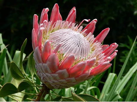 Protea National Flower South Africa Best Flower Site