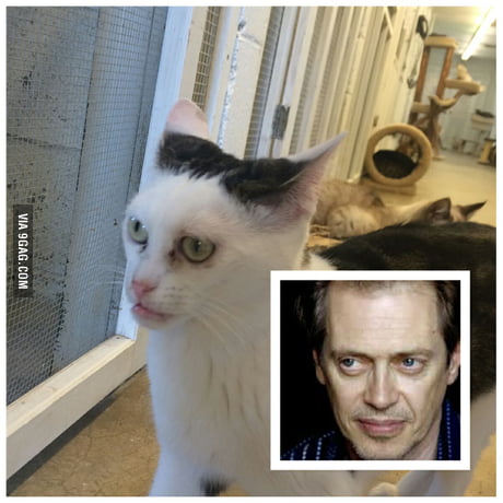 http://img-9gag-fun.9cache.com/photo/aPD7Q3w_460s.jpg