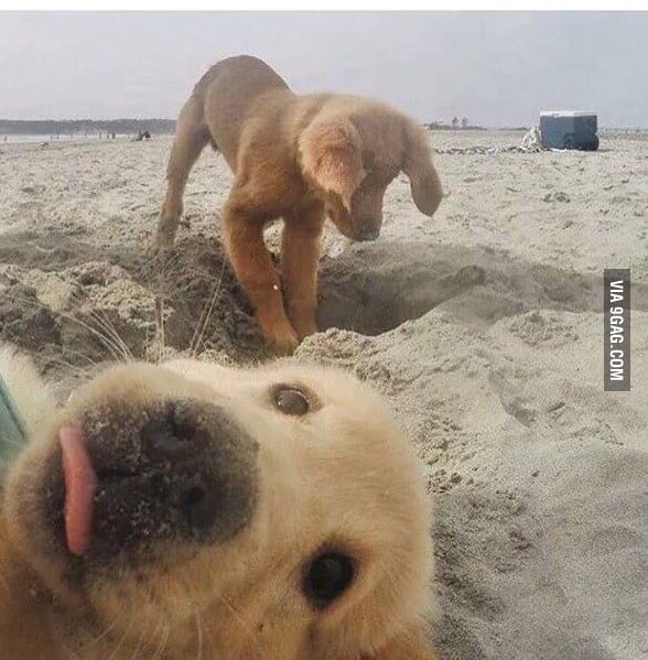This is the best selfie you will see today