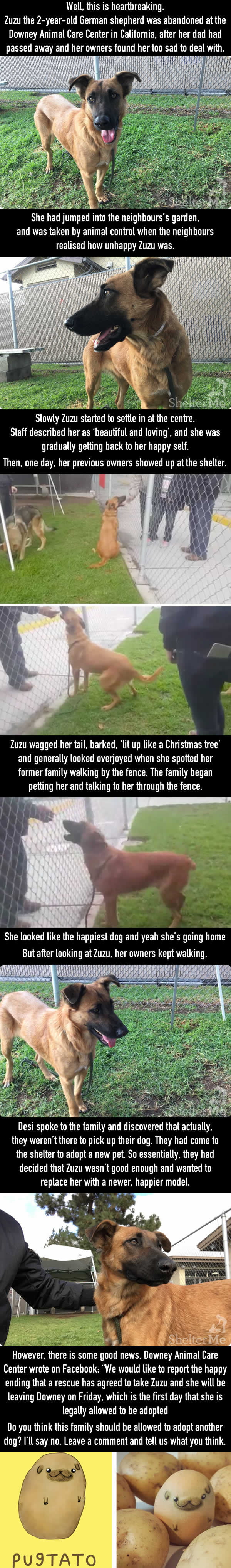 A Dog Who Was Left At A Shelter Later Saw Her Family Come For A New Dog