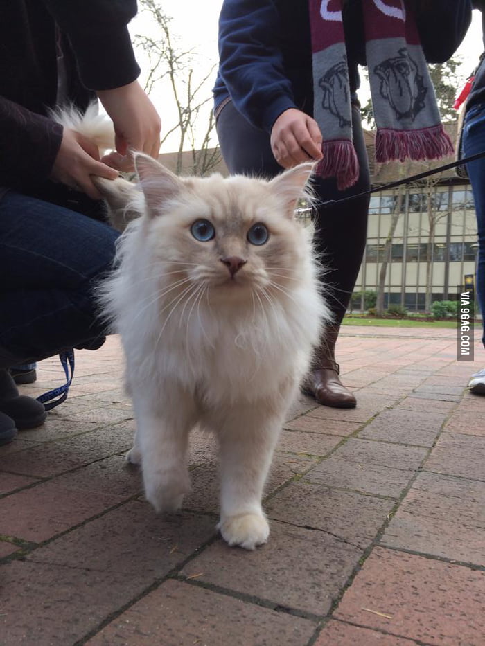 외국 대학에서 시험 기간이면 학생들에게 해주는거 | 인스티즈