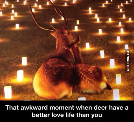 dear deer