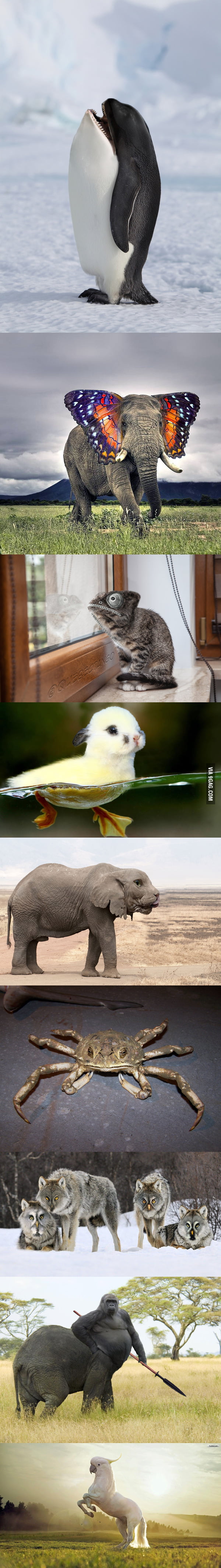 Majestic animal photoshopping