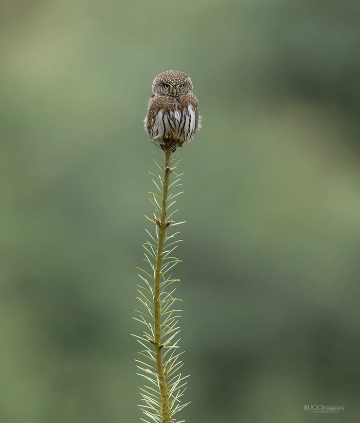 Northern Pygmy Owl Gag