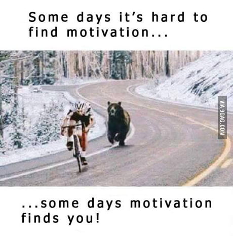 motivation bear