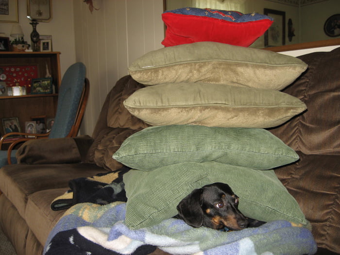 I stacked pillows on the dog while she slept...poor Snitzel was so confused when she woke.
