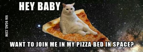pizza bed in space cat
