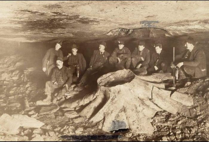 Coal Miners And Tree Stump Encapsulated In A Coal Seam Gag