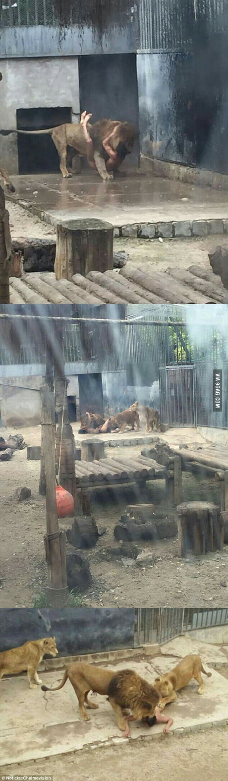 Guy tried killing himself by breaking into the lions cage at the local zoo. He didn't die and zoo had to kill 2 lions for attacking him :(