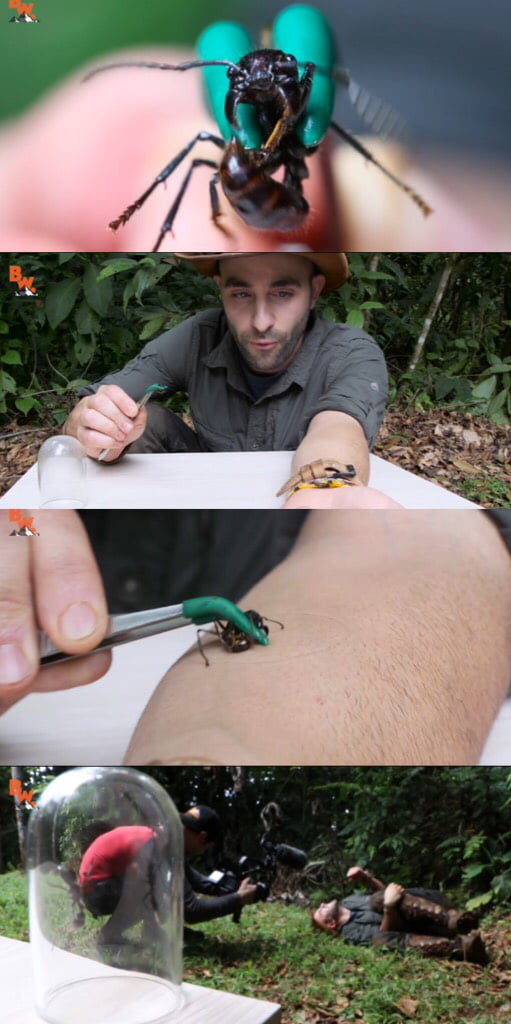 Coyote Peterson got stung by the bullet ant, he f***ing did it, y tho...