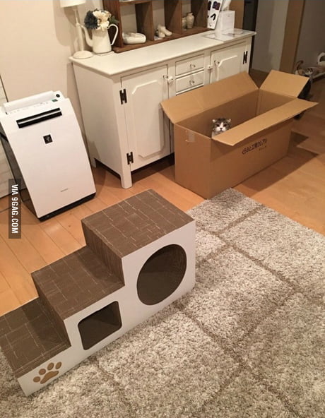 cat box
