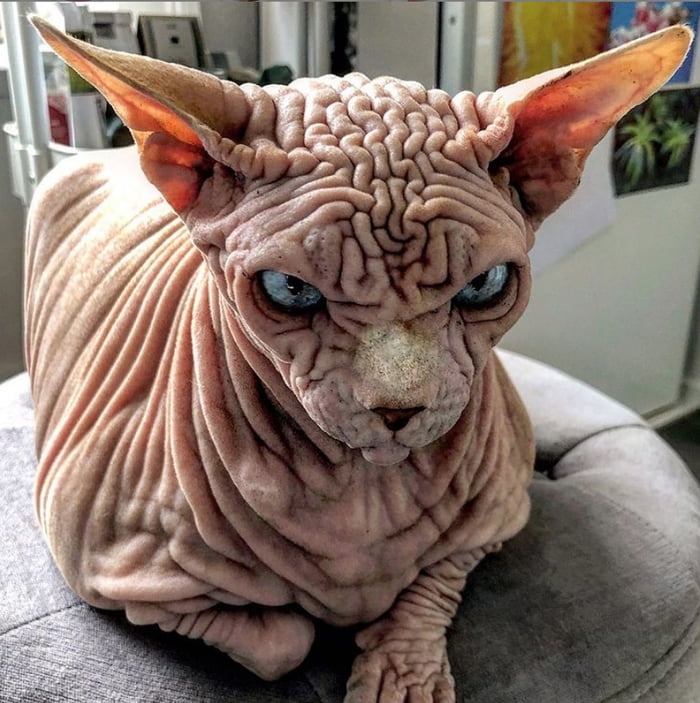 Meet Xherdan The Extra Wrinkly Sphynx Cat 9GAG