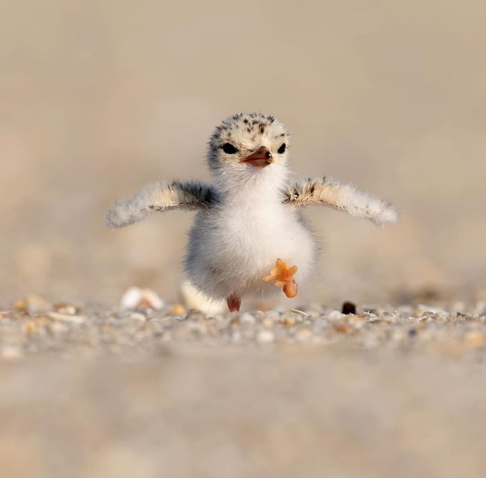 Bird Running Taken By Suraj Ramamurthy Gag