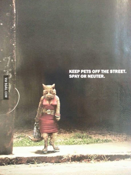 keep pets off of the streets