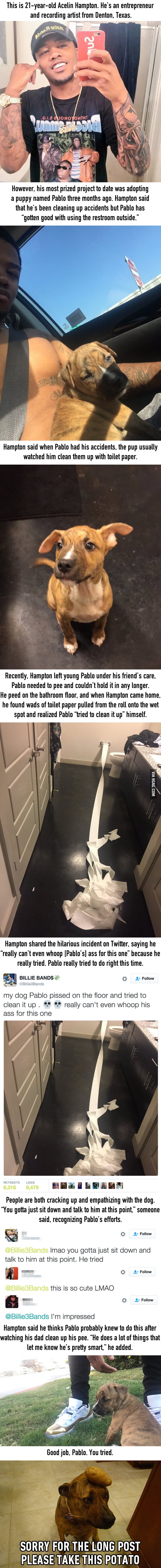 People Are Applauding This Dog For Trying To Clean Up His Own Pee With Toilet Paper
