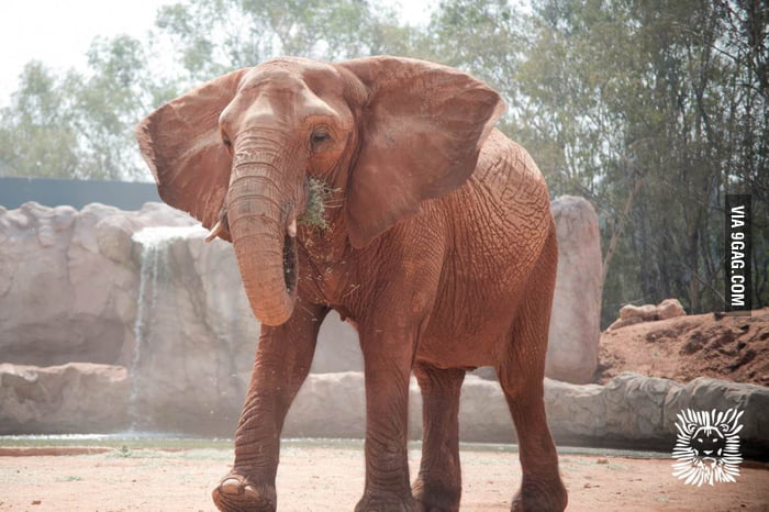 Zoo elephant throws rock at visitors, kills a 7 yrs old girl..... 2016 everyone