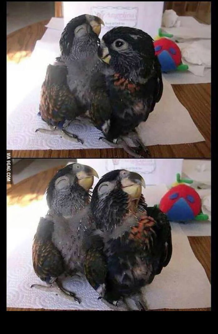 ¡Imágenes y gifs curiosas y/o graciosas! xD avLgRPW_700b