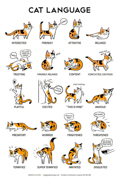 If you ever want to know what your cat meant to say