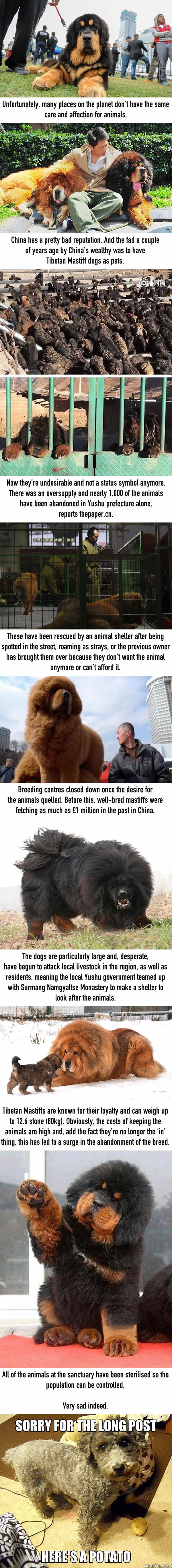 Tibetan Mastiffs Aren’t Desirable In China Anymore And They’re Being Abandoned
