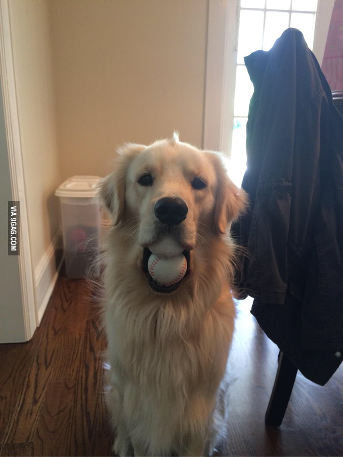 Just a picture of a dog with 2 balls in his mouth.