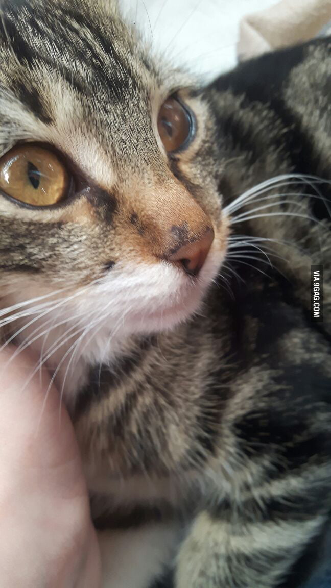 She keeps coming to my balcony and I take care of her.Her name is Masha and she is adorable.