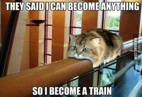 cat train