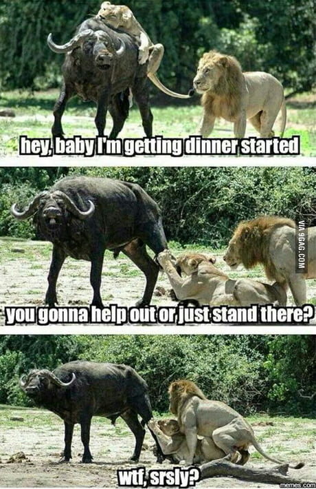 wtf lions