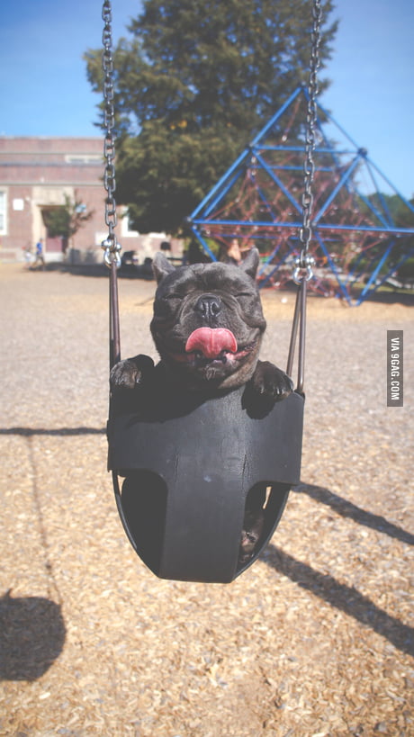 happy swing dog
