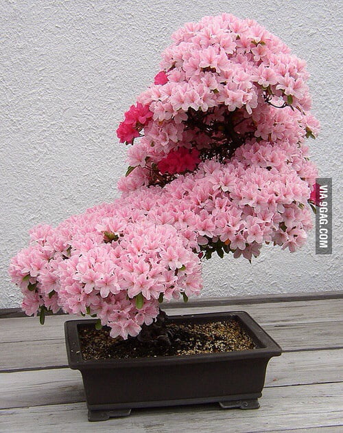 A Cherry Tree Bonsai Gag