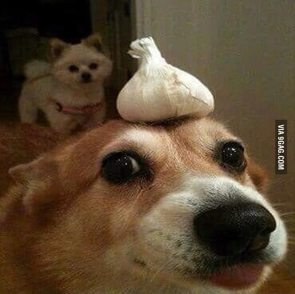 If you are having a hard day, here I send you a doggo with garlic on his head.
