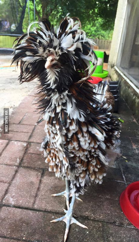 [Imagem: azVqQoz_460s.jpg]