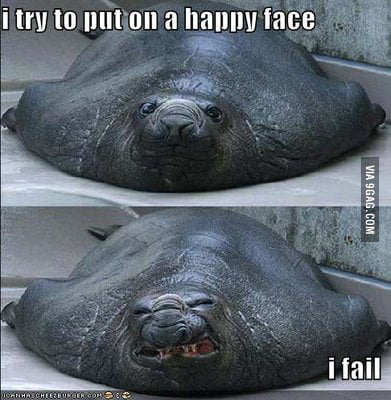 funny walrus face