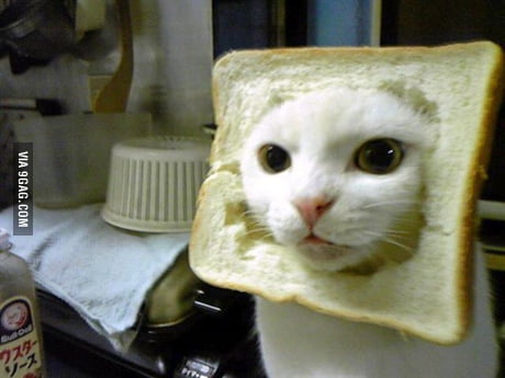 Saw the meme of a cat eating bread then I thought : r/MumboJumbo