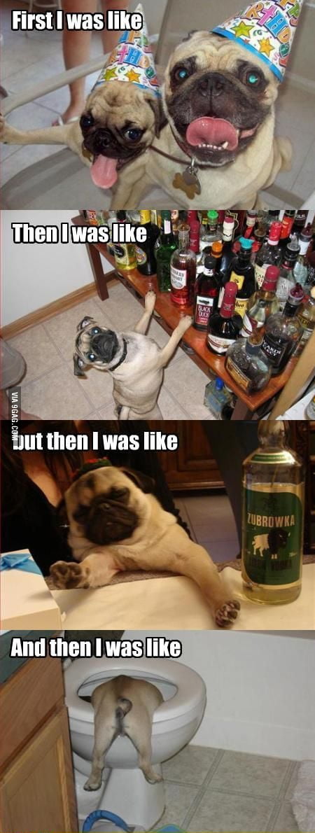 what happens when a dog gets drunk