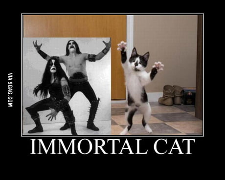 Immortal Cat on X: Immortal Cat Fam Announcement The excited coin flip game  will be online today. #immortalcat #ICC  / X